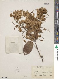 Combretum racemosum image