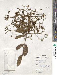 Combretum mucronatum image