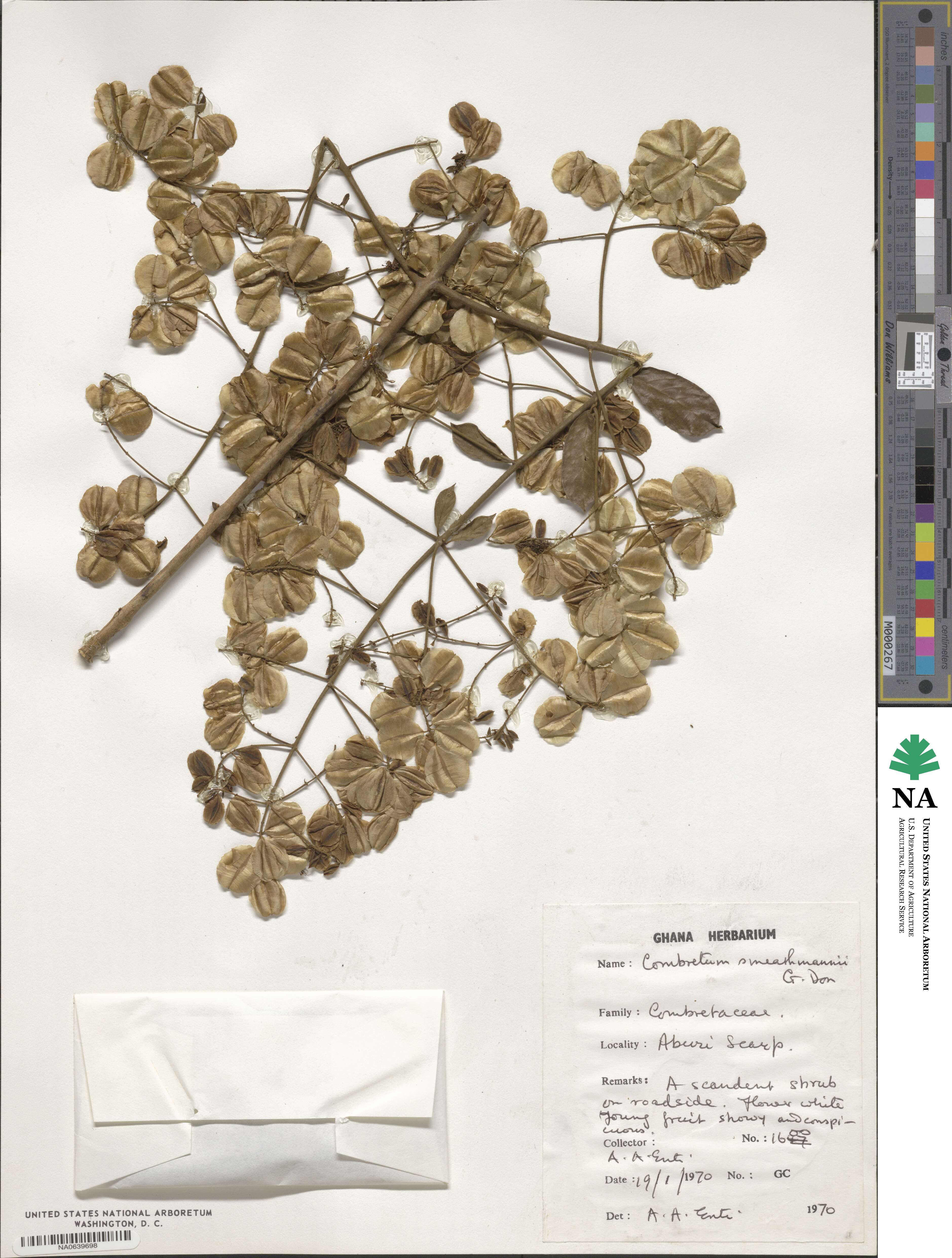 Combretum mucronatum image