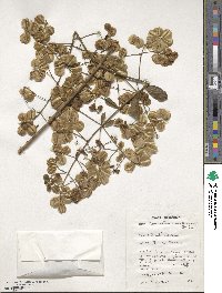 Combretum mucronatum image