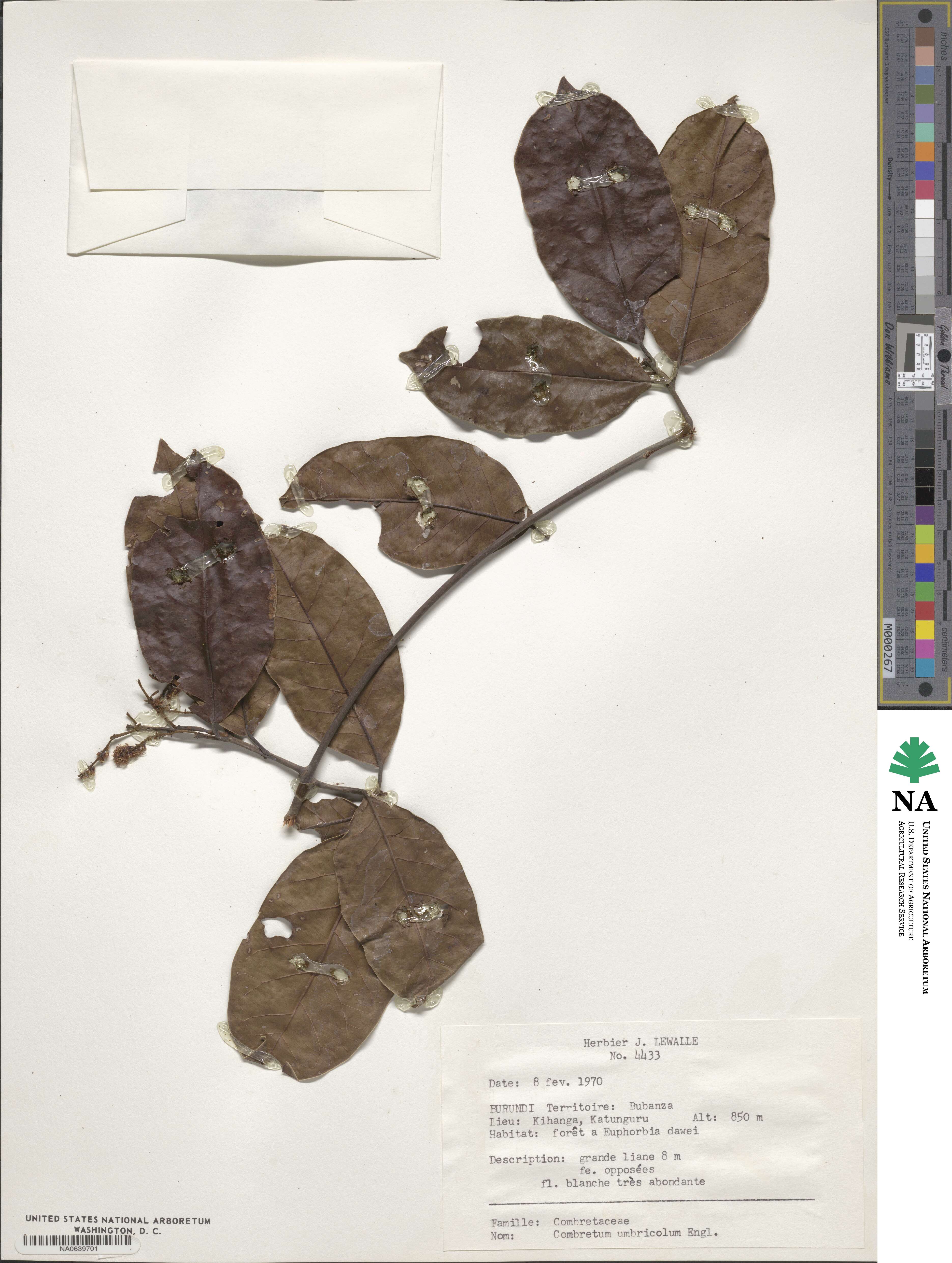 Combretum umbricolum image