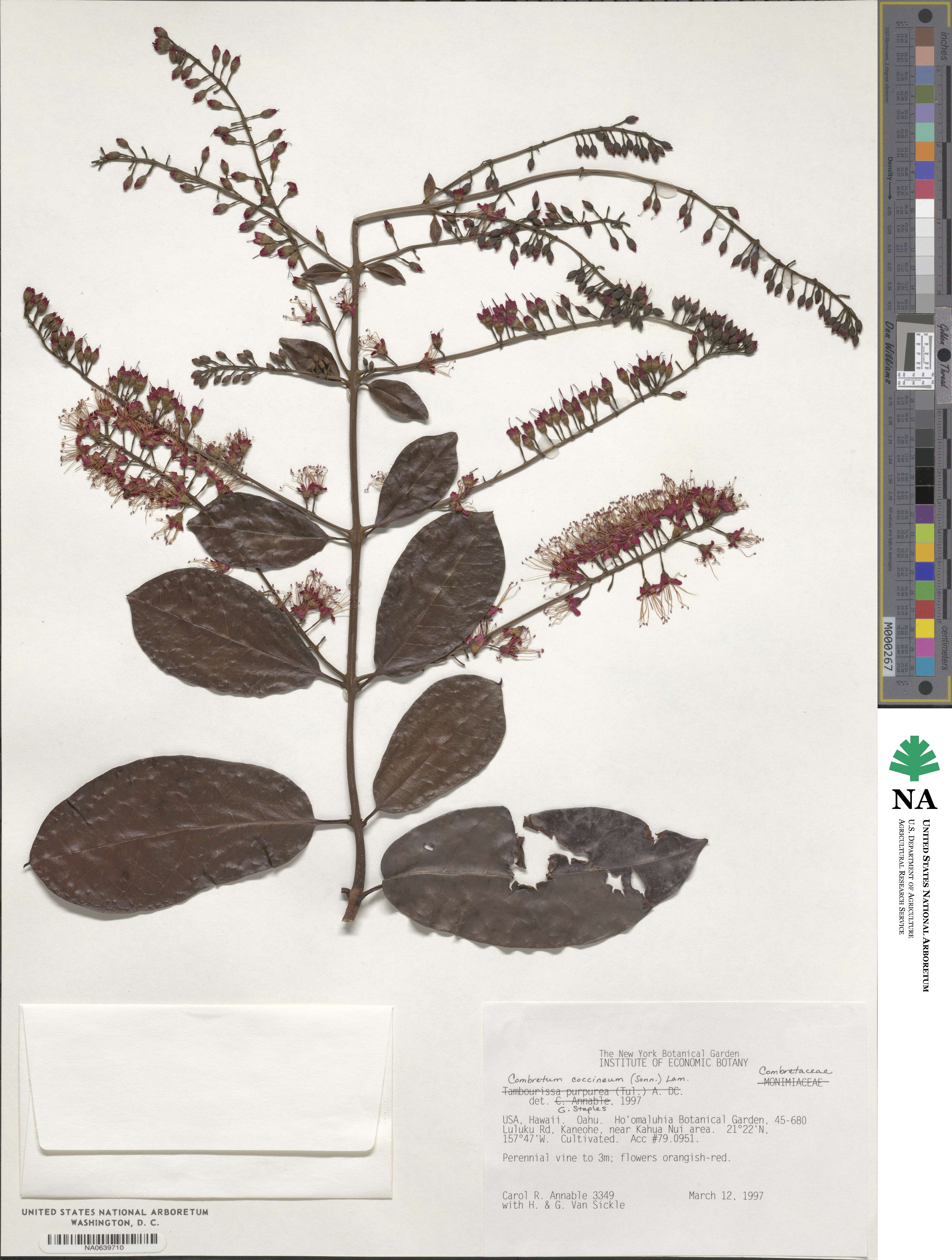 Combretum coccineum image