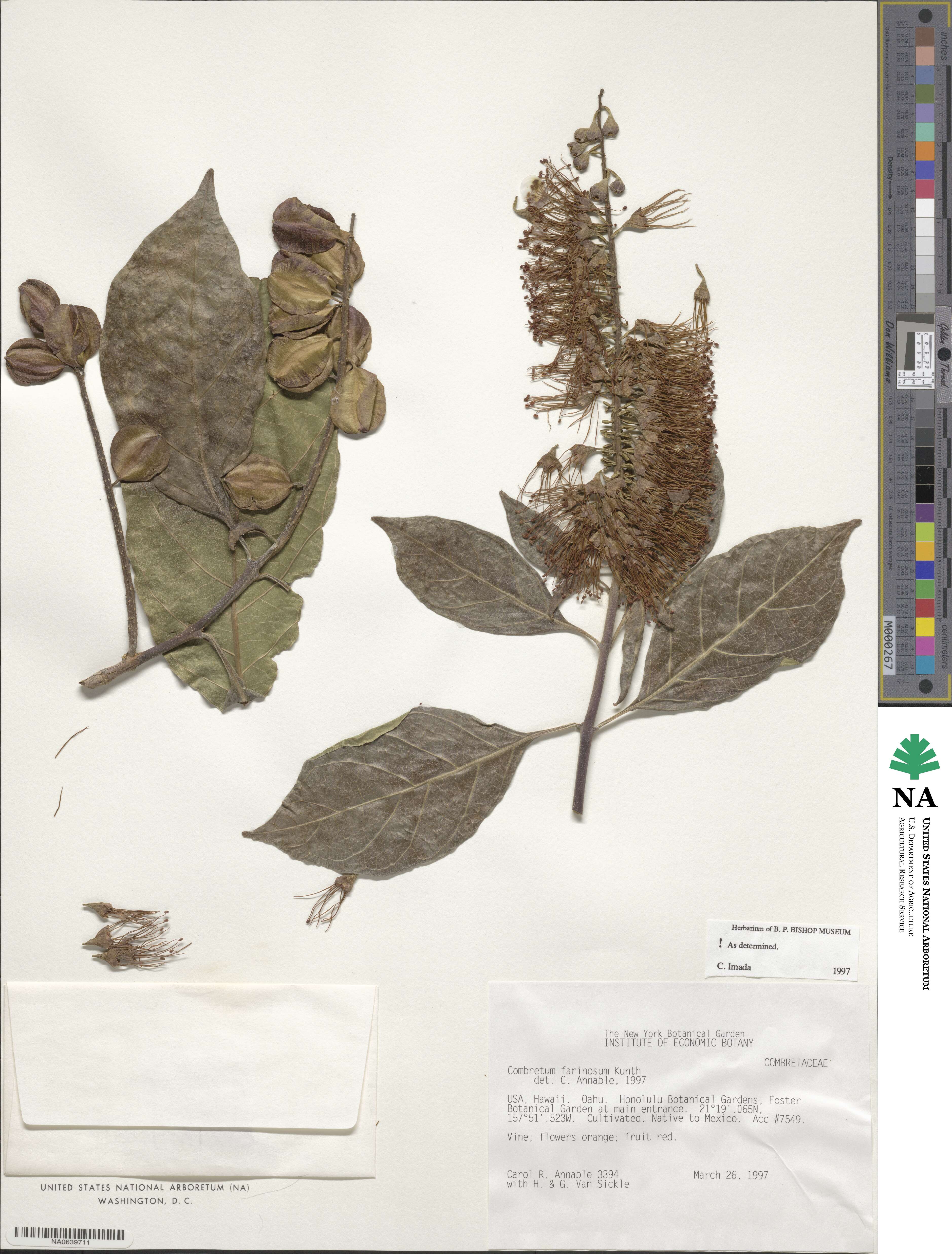 Combretum farinosum image