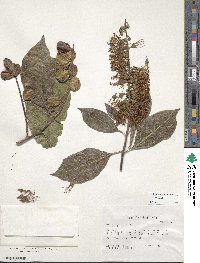 Combretum farinosum image