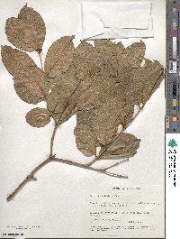 Combretum apiculatum image