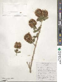 Image of Combretum bracteosum