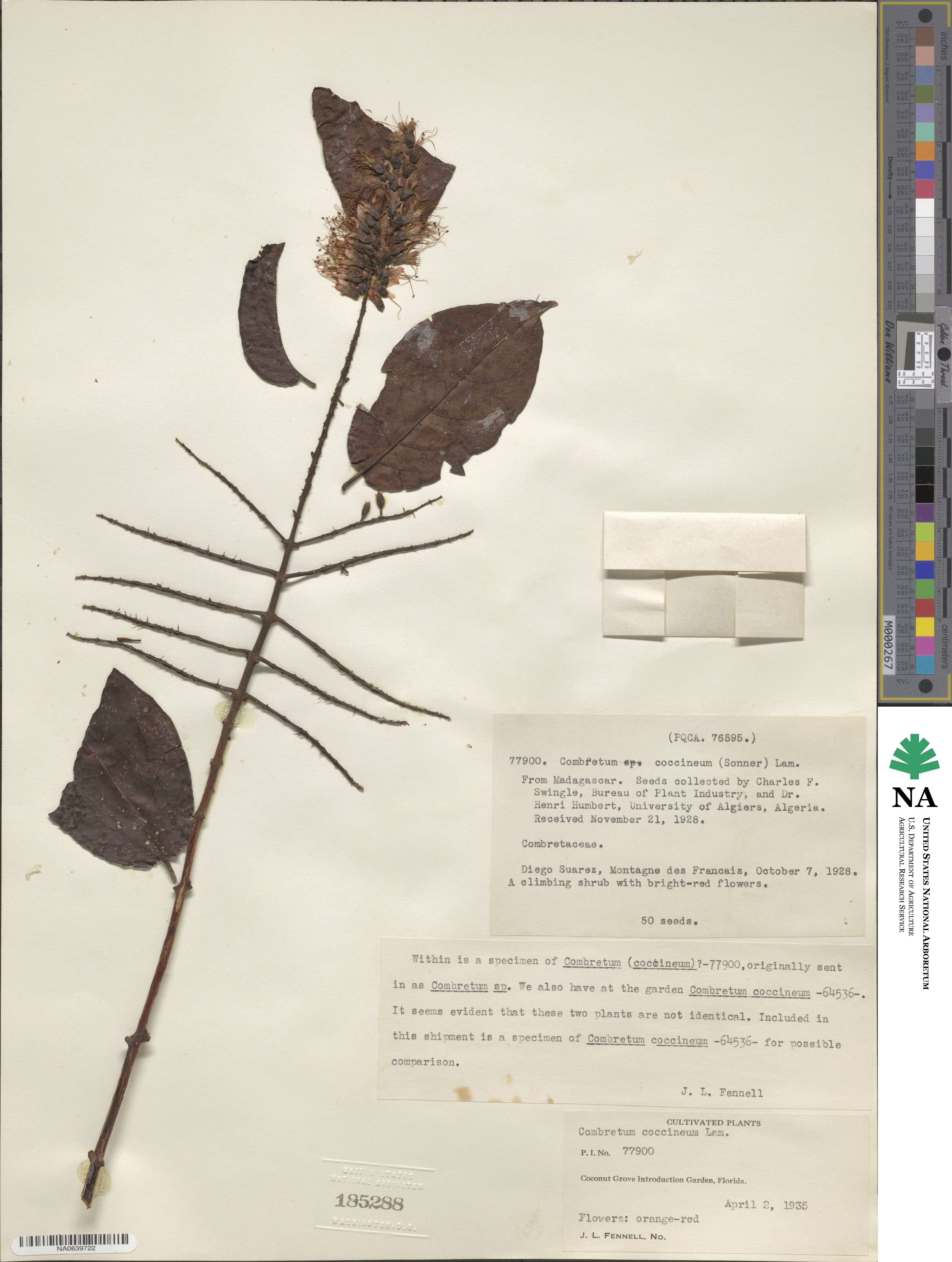 Combretum coccineum image