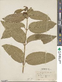 Combretum comosum image