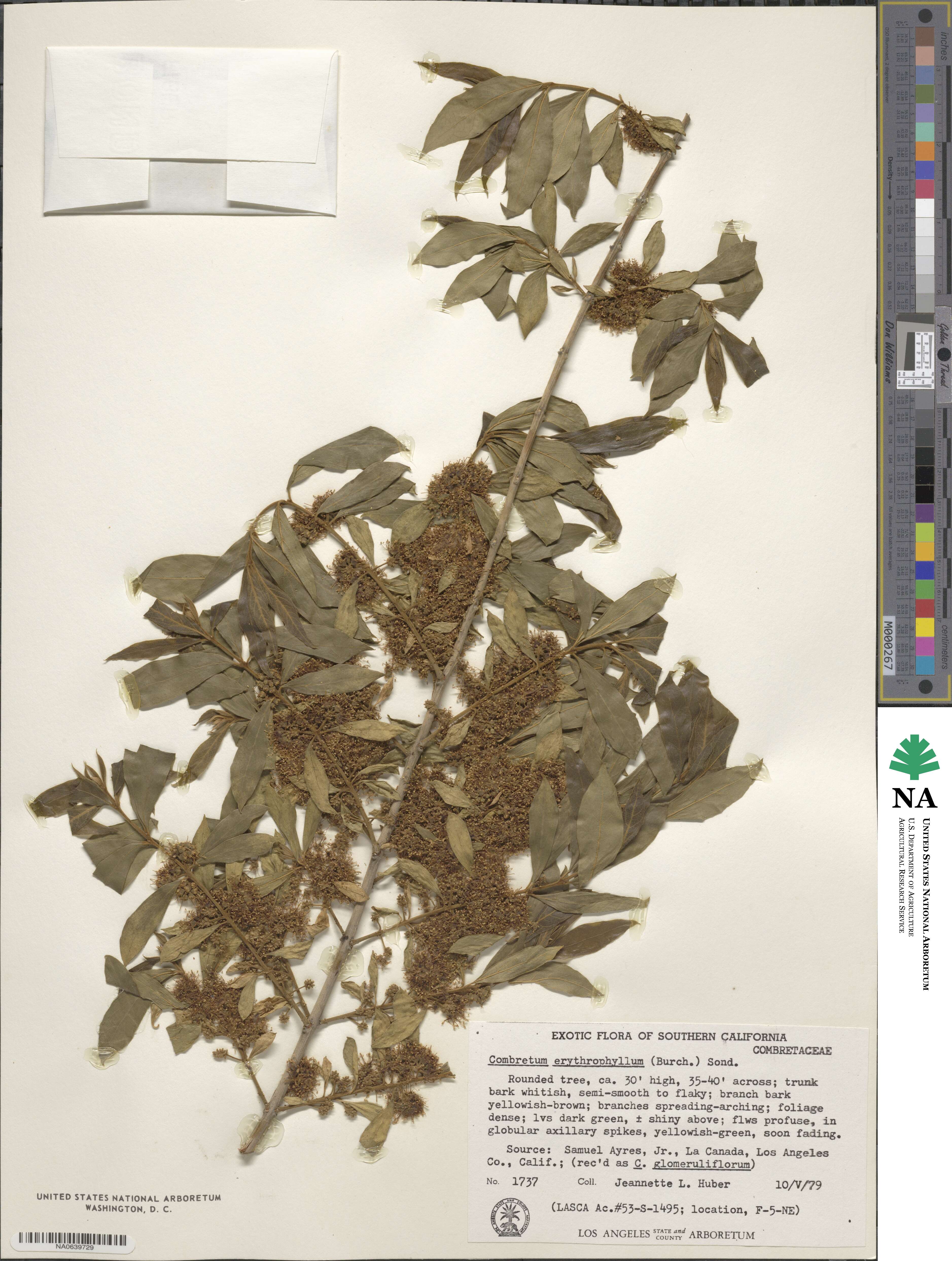 Combretum erythrophyllum image