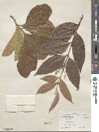 Combretum farinosum image