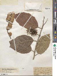 Combretum farinosum image