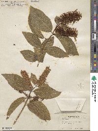 Combretum fruticosum image