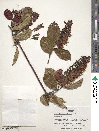 Combretum grandiflorum image