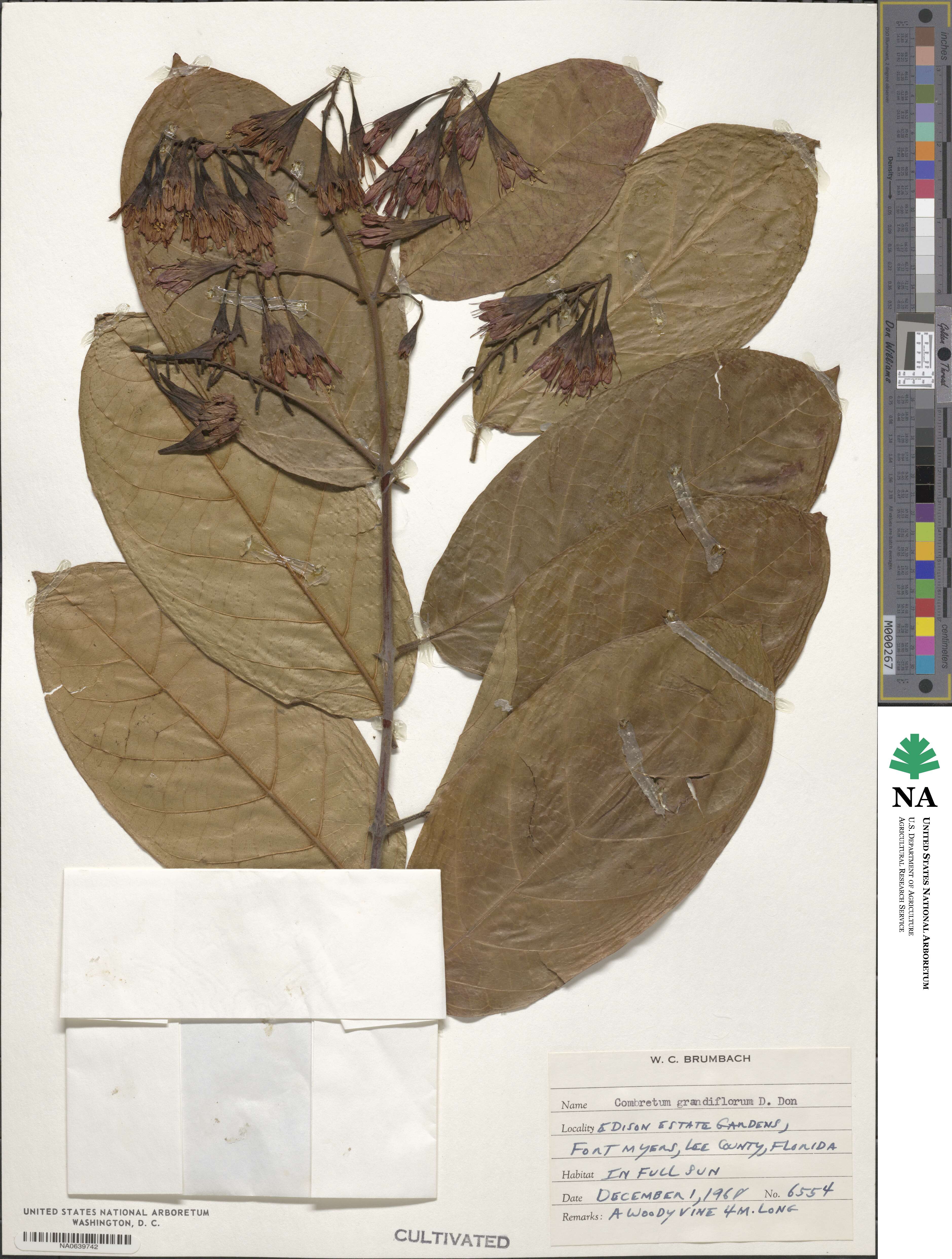 Combretum grandiflorum image