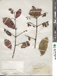 Combretum grandiflorum image