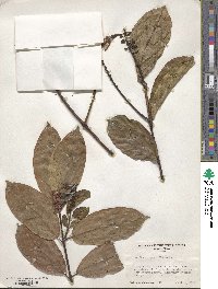 Combretum grandiflorum image