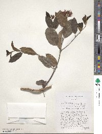 Combretum microphyllum image