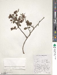 Combretum microphyllum image