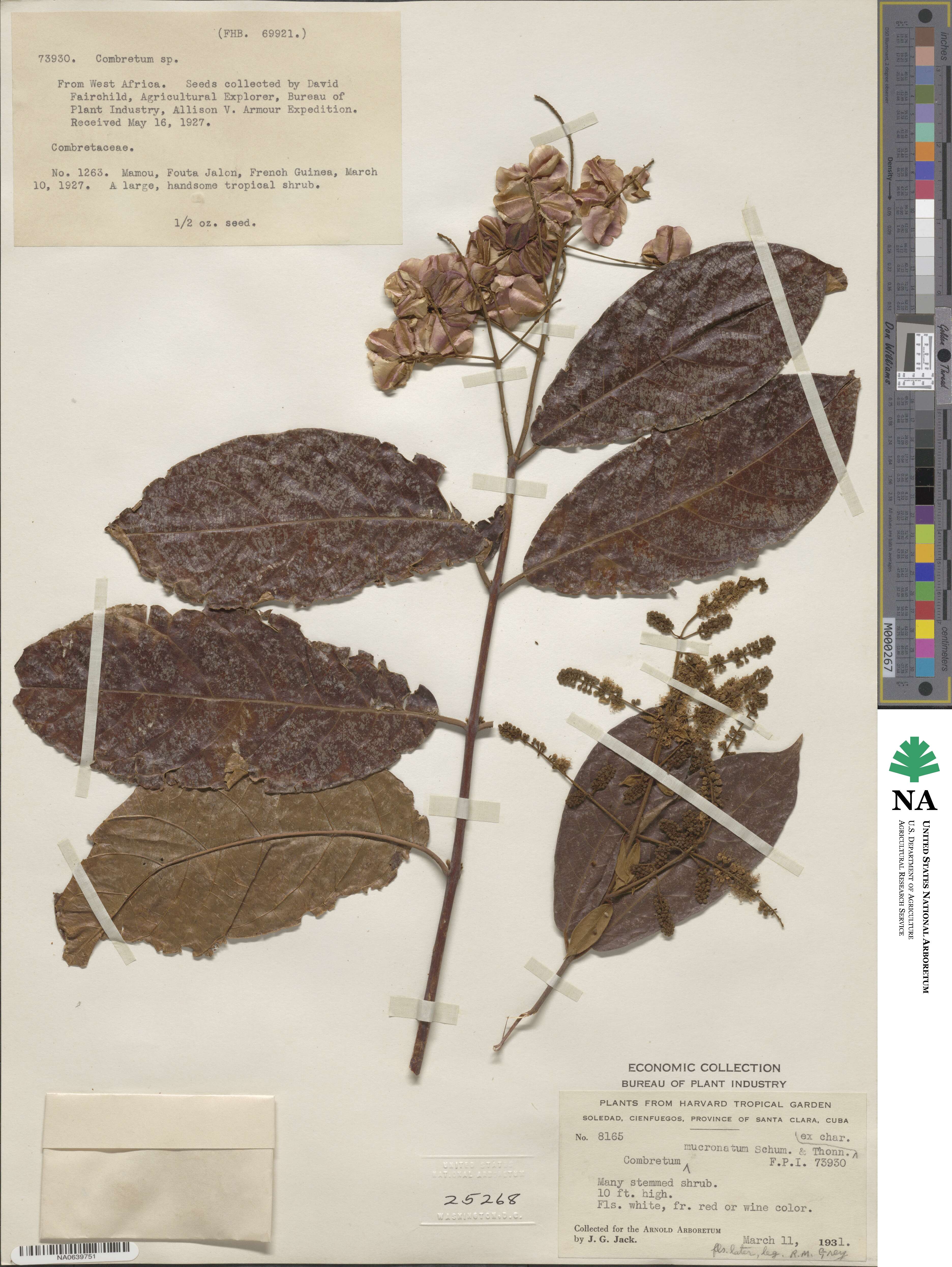 Combretum mucronatum image