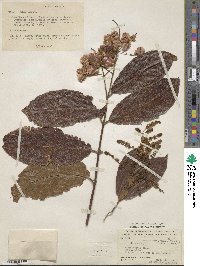 Combretum mucronatum image