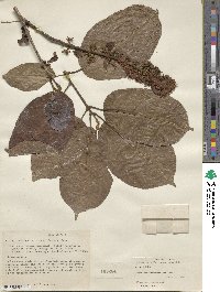 Combretum coccineum image