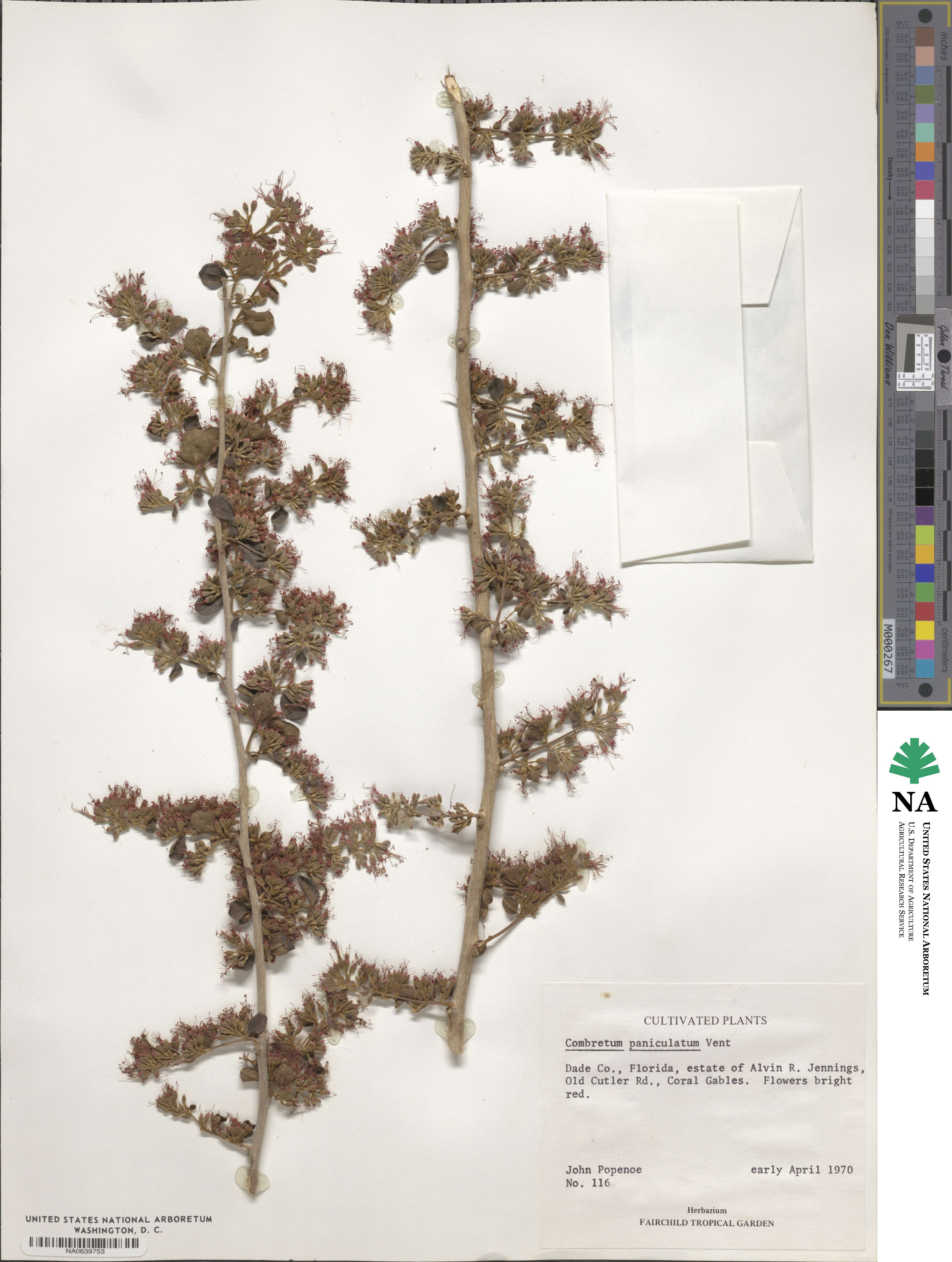 Combretum paniculatum image