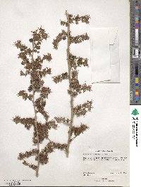 Combretum paniculatum image