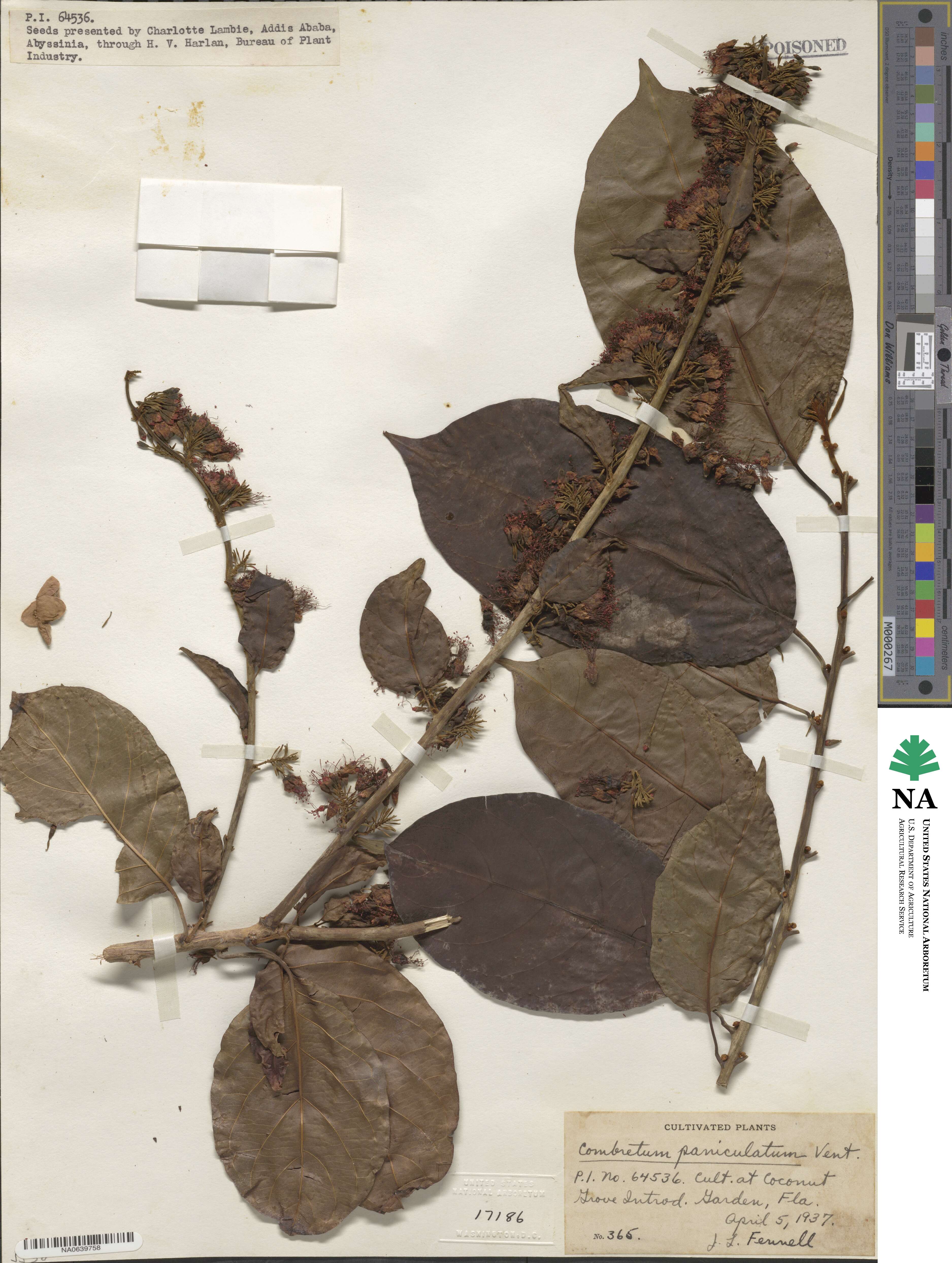 Combretoideae image