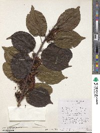 Combretum paniculatum image