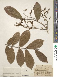 Combretum mucronatum image