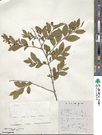 Terminalia myrtifolia image