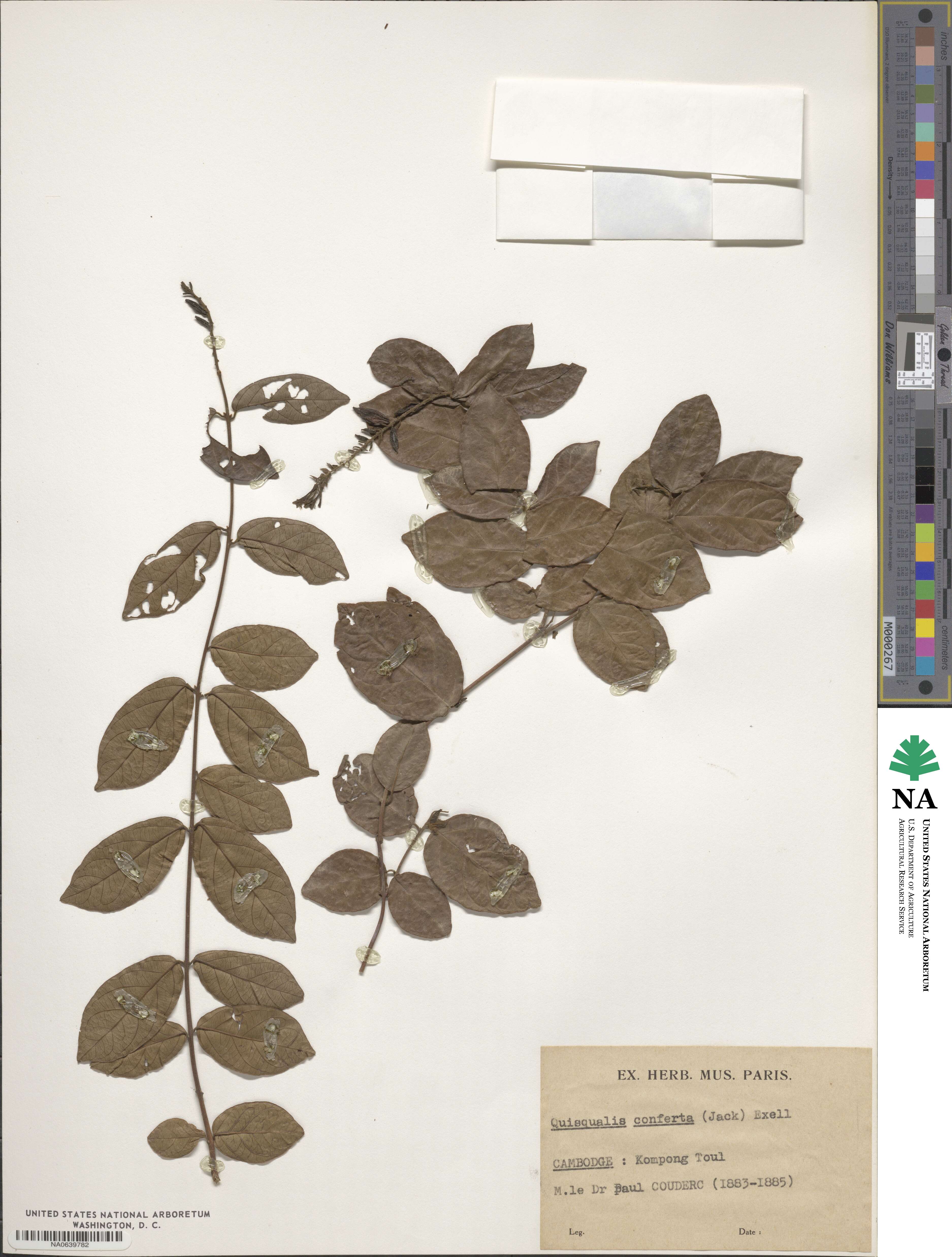 Combretum densiflorum image