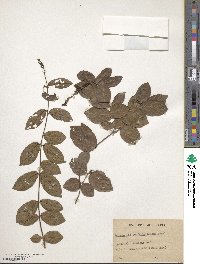 Image of Combretum densiflorum