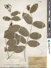 Quisqualis indica image