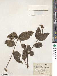 Image of Combretum indicum