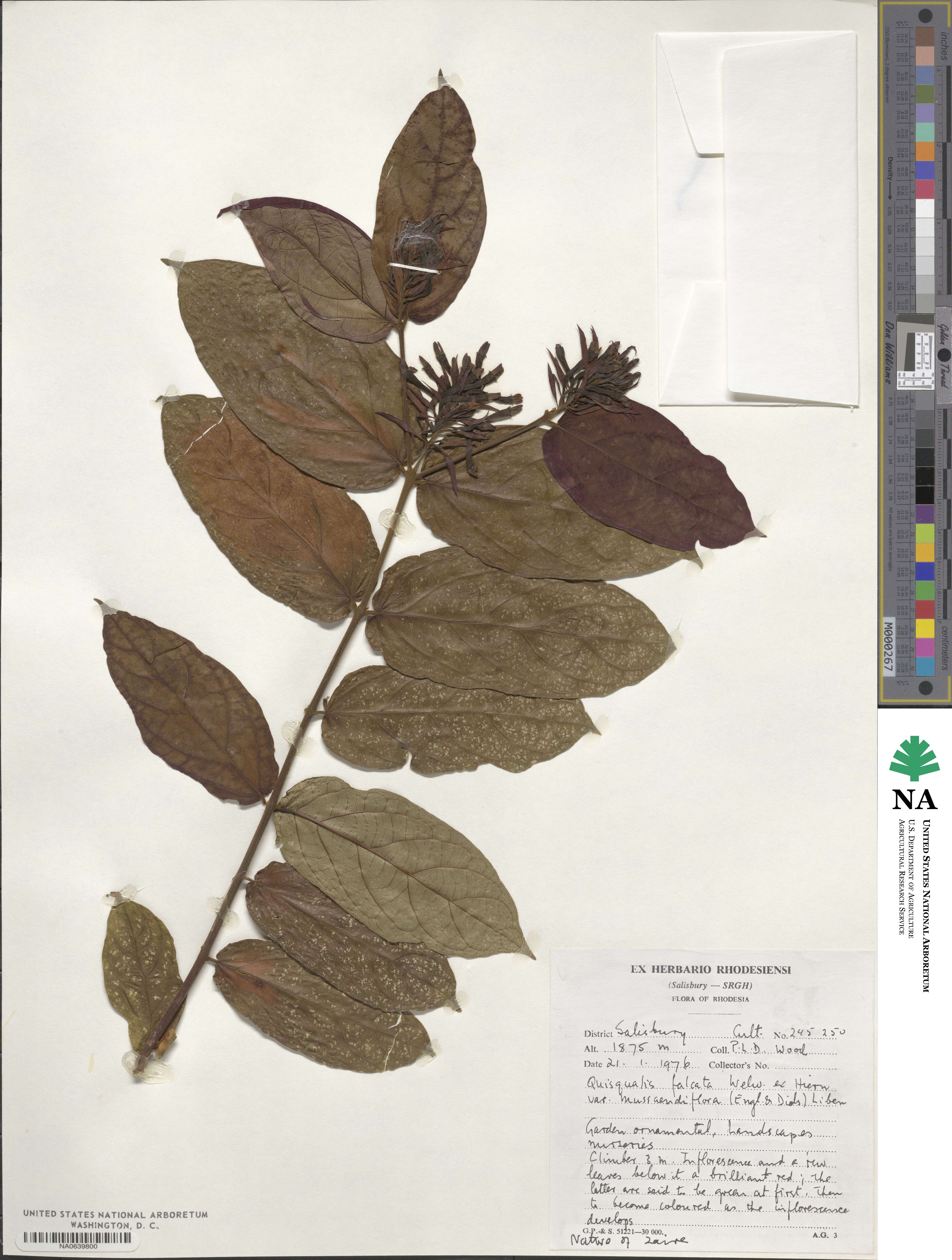 Combretum falcatum image