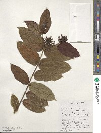 Image of Combretum falcatum