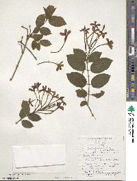 Quisqualis indica image