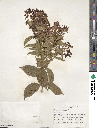 Quisqualis indica image