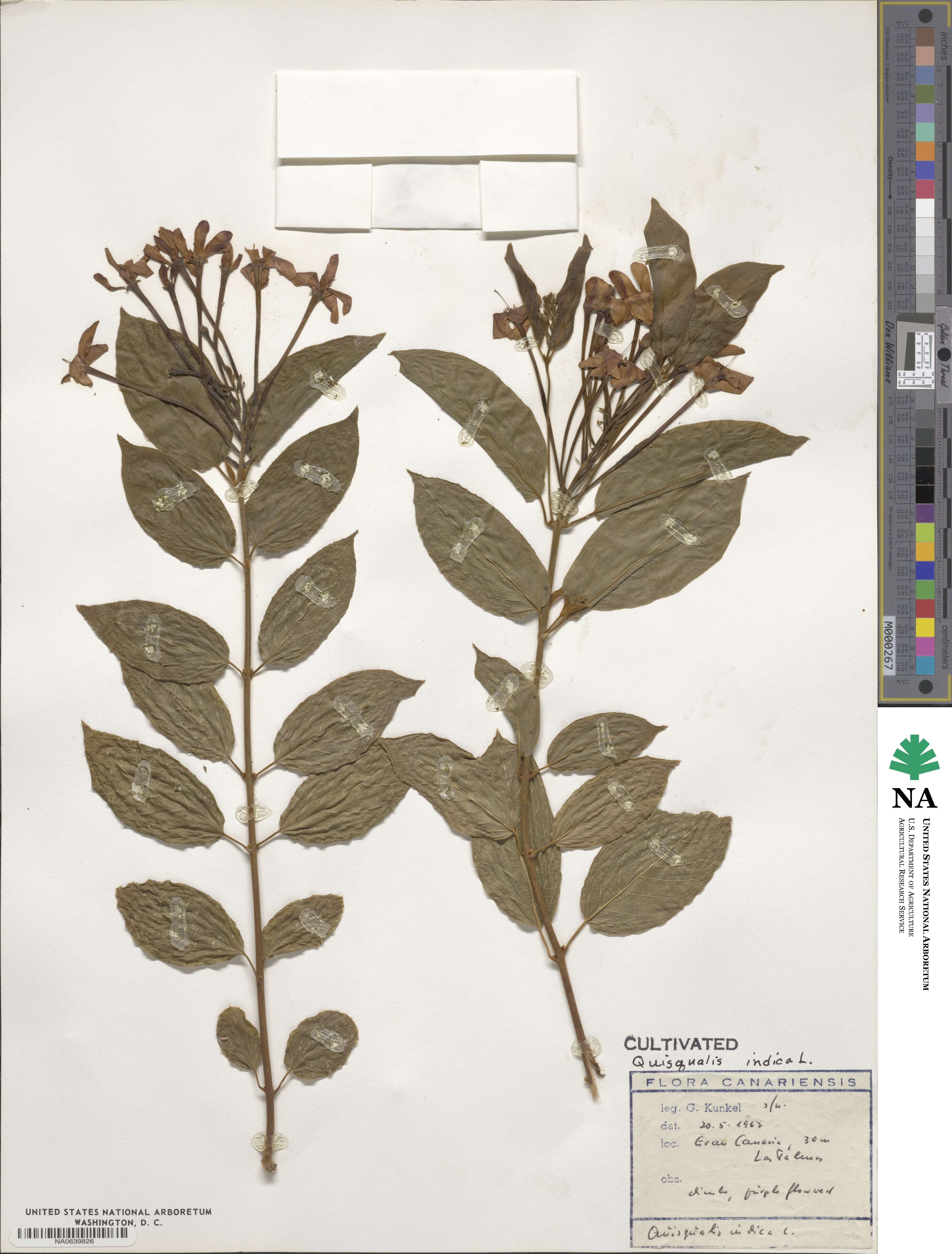 Quisqualis indica image