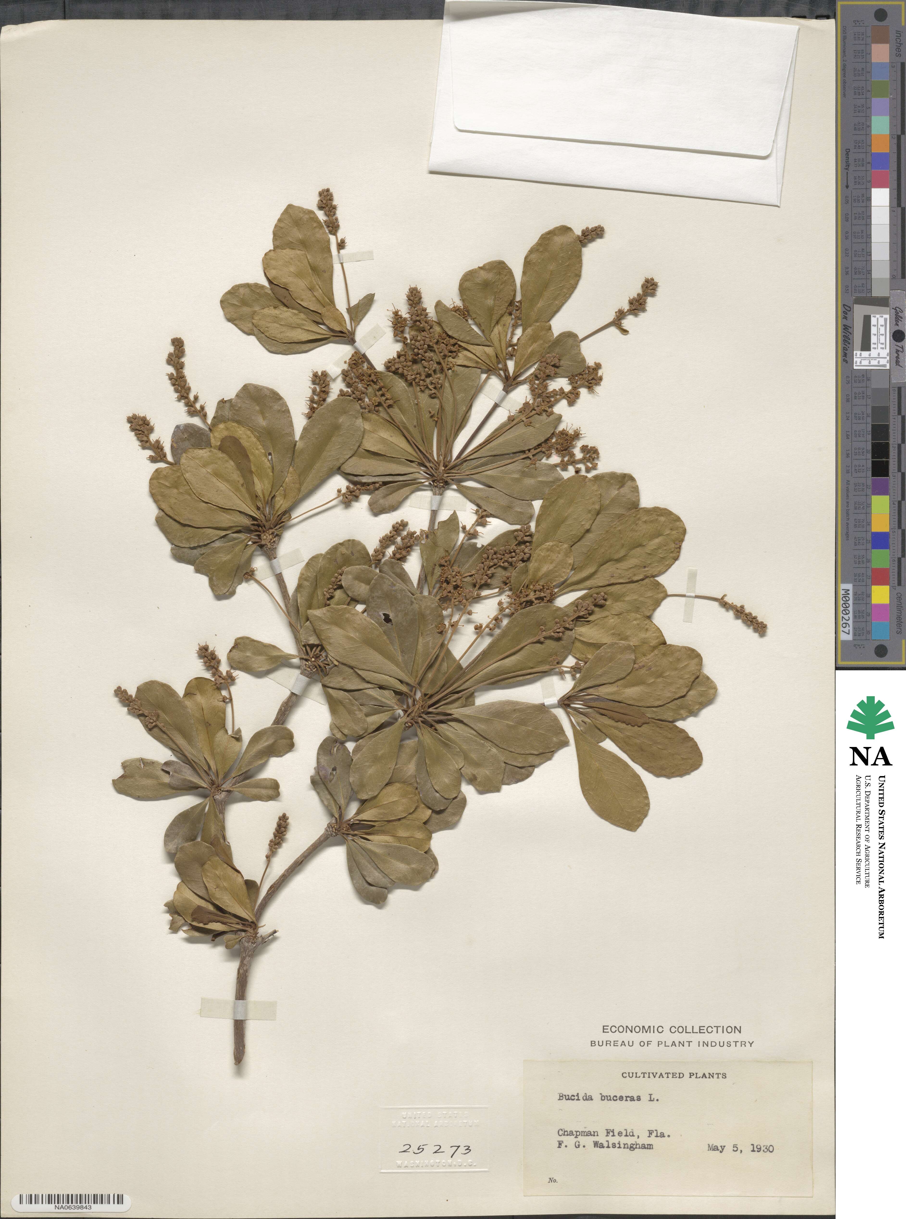 Bucida buceras image