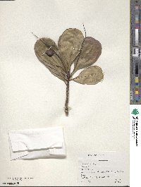 Terminalia cuneata image