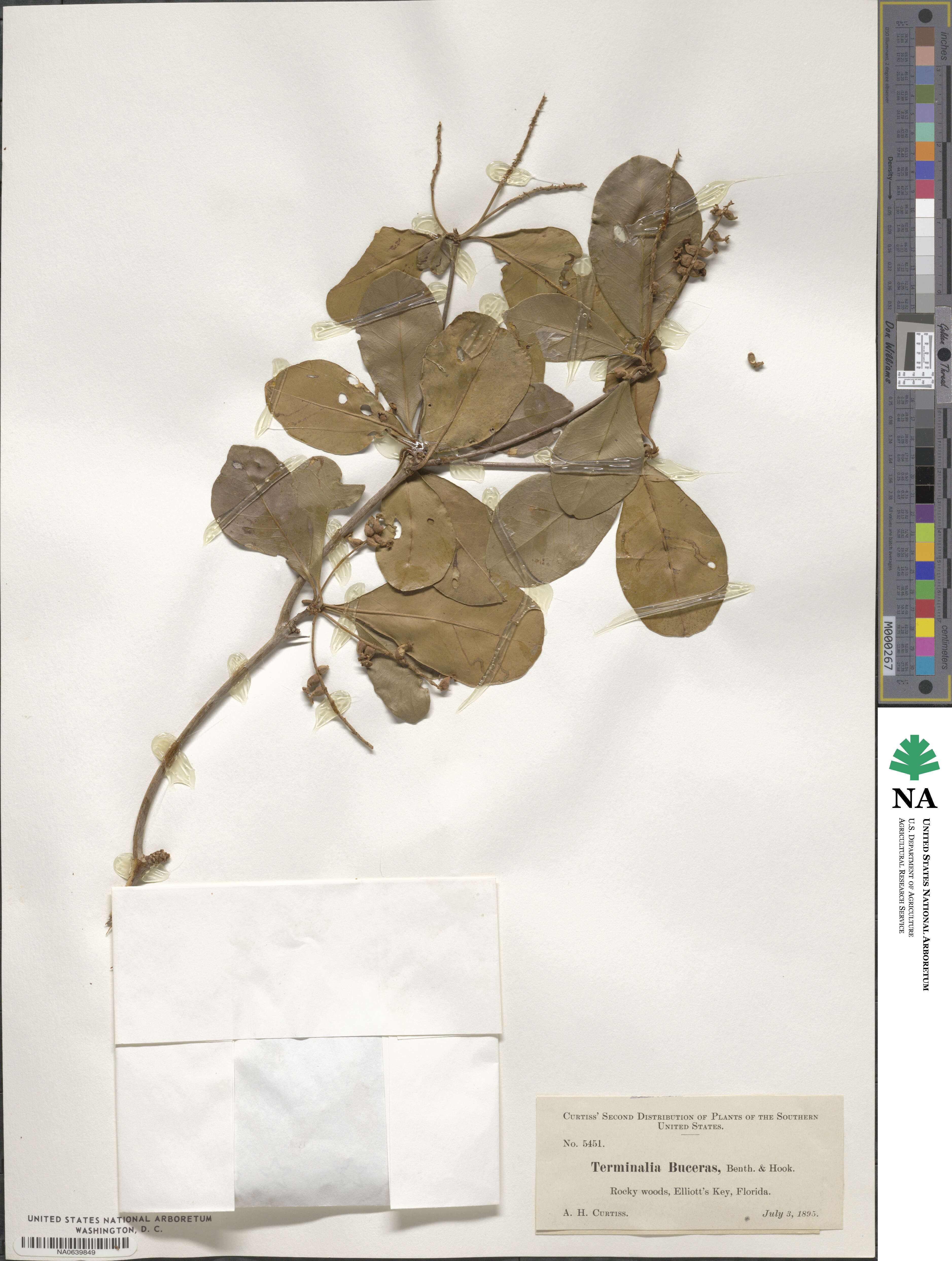 Terminalia buceras image