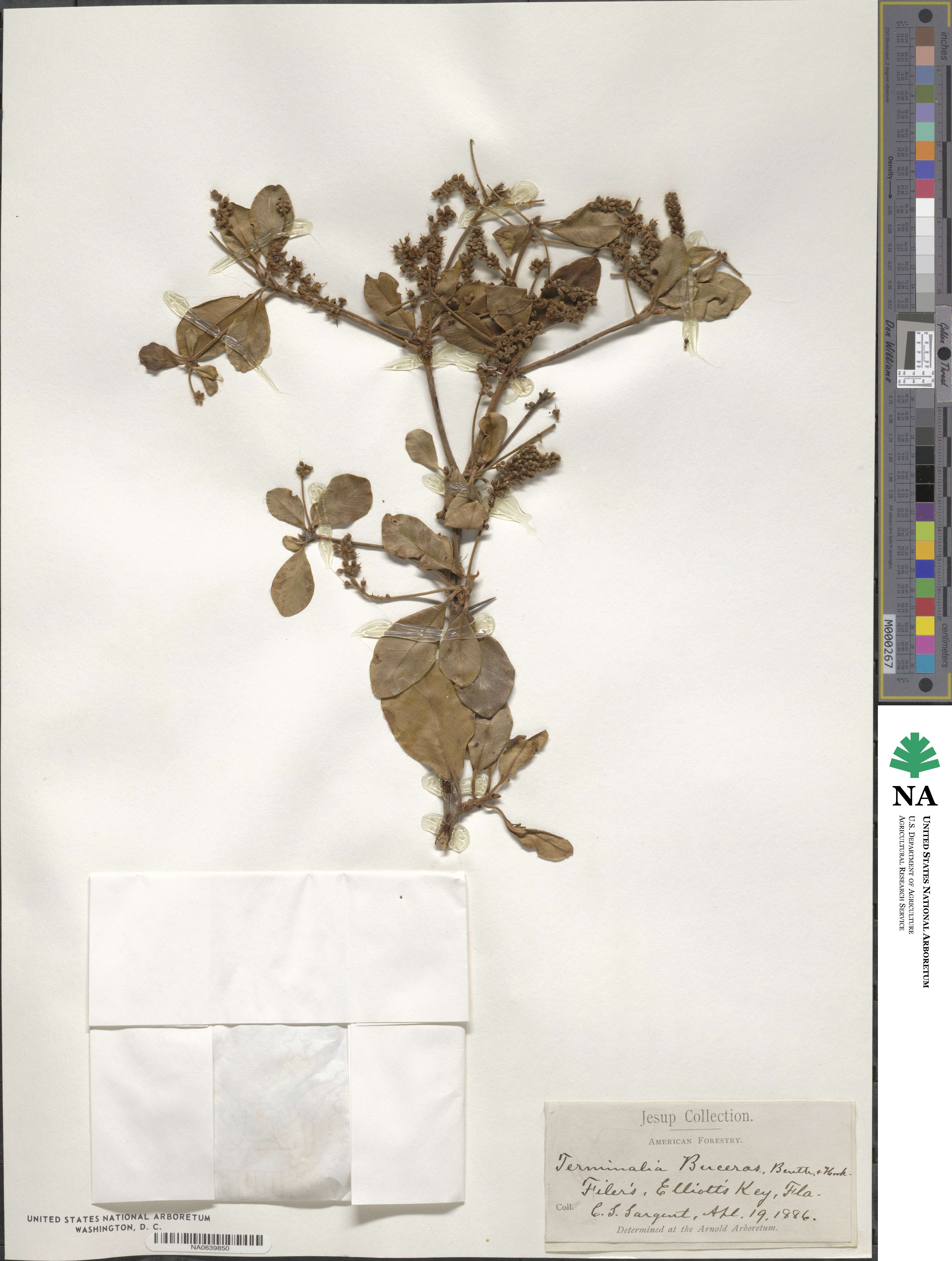 Terminalia image