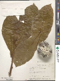 Terminalia catappa image