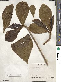 Terminalia catappa image