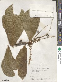 Terminalia catappa image