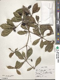 Terminalia amazonica image