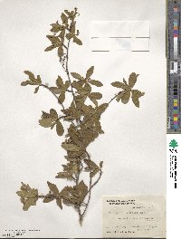 Terminalia australis image