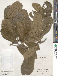 Terminalia schimperiana image